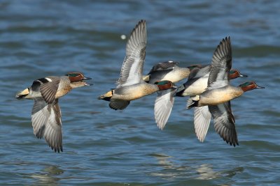 Eurasian Teal