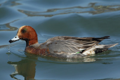 Eurasian Wigeon, young male