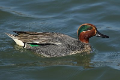 Eurasian Teal, male