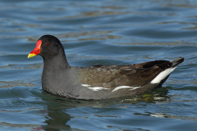 Common Moorhen