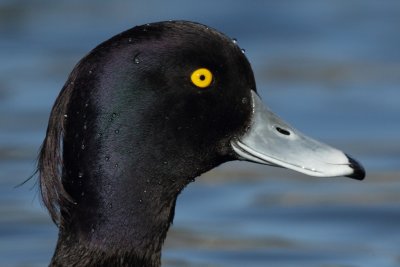 Tufted Duck, male