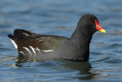 Common Moorhen