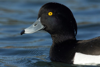 Tufted Duck, male