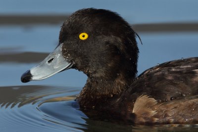 Tufted Duck, female