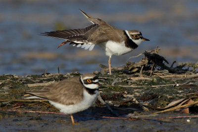 Little Ringed Plover