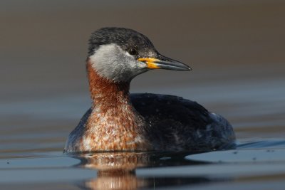 Red-necked Grebe - Portrait