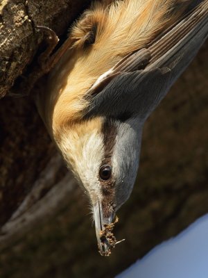 Eurasian Nuthatch