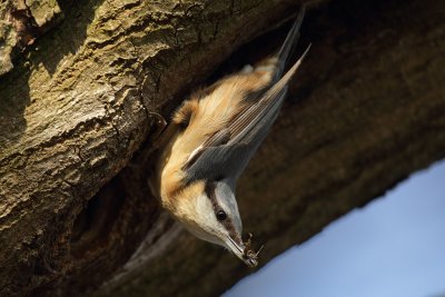 Eurasian Nuthatch