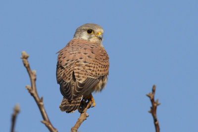 Common Kestrel, female