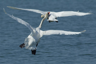 Mute Swan
