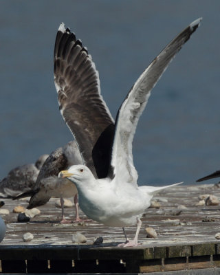 Greater Black-backed Gull, 4Y