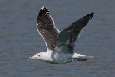 Greater Black-backed Gull, 4Y