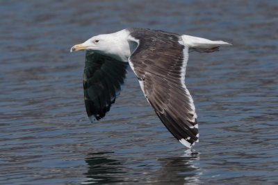 Greater Black-backed Gull, 4Y