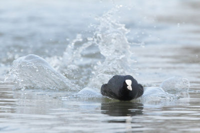 Eurasian Coot