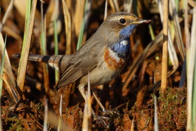 Bluethroat, male