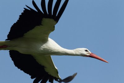 White Stork
