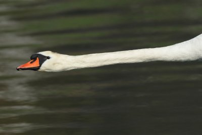 Mure Swan