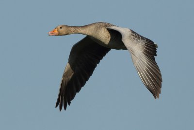 Greylag Goose