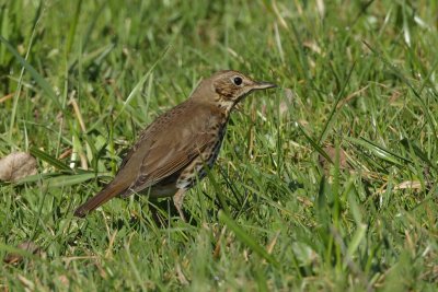 Song Thrush