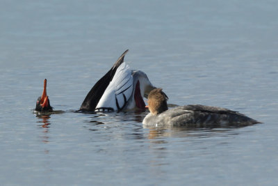 Red-breasted Merganser, male and female