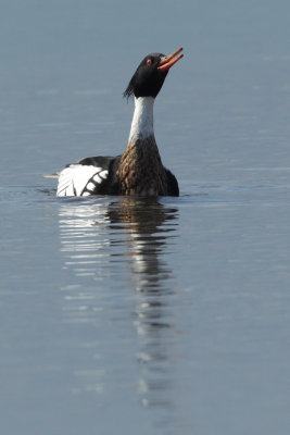 Red-breasted Merganser, male