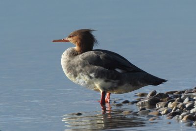 Red-breasted Merganser, female