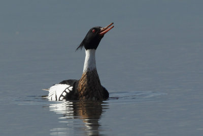 Red-breasted Merganser, male