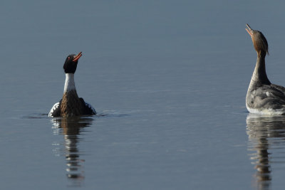 Red-breasted Merganser, male and female