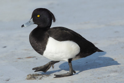 Tufted Duck, male