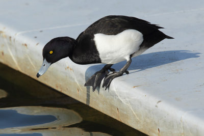 Tufted Duck, male