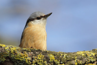 Eurasian Nuthatch