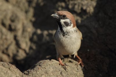 Tree Sparrow