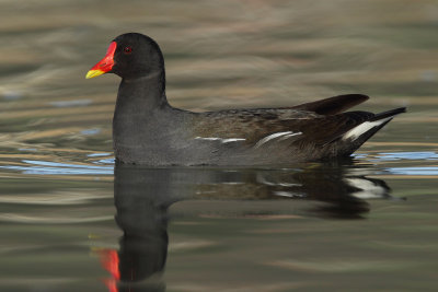 Common Moorhen