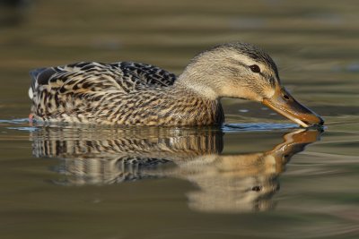 Mallard - Feeding