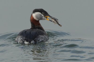Red-necked Grebe