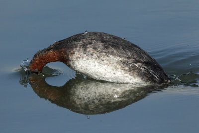 Red-necked Grebe