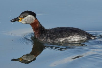 Red-necked Grebe
