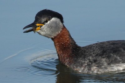 Red-necked Grebe