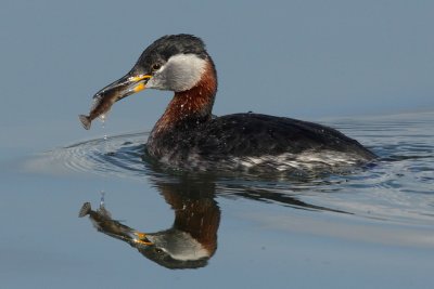 Red-necked Grebe