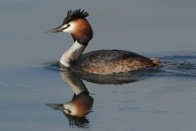 Great Crested Grebe