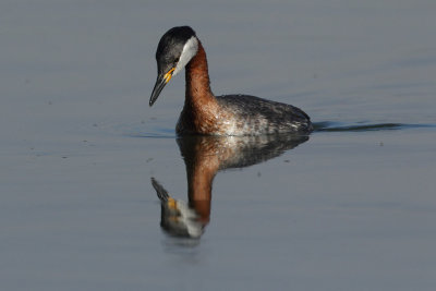 Red-necked Grebe