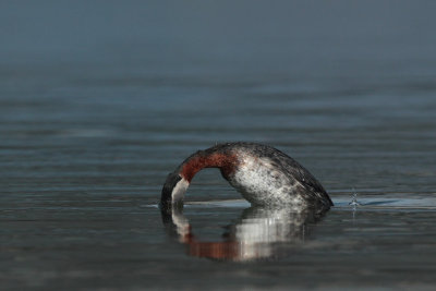 Red-necked Grebe