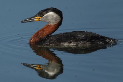 Red-necked Grebe