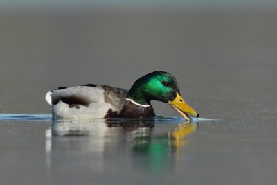 Mallard, male