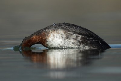 Red-necked Grebe - Diving