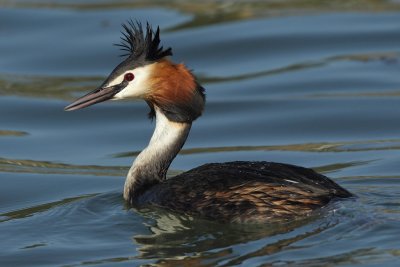 Great Crested Grebe