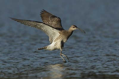 Whimbrel