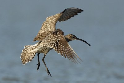 Whimbrel