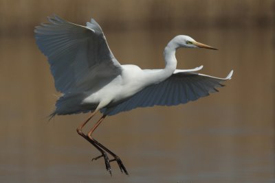 Great Egret