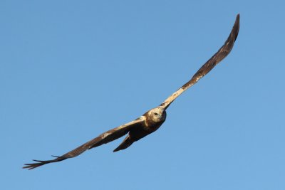 Marsh Harrier, female